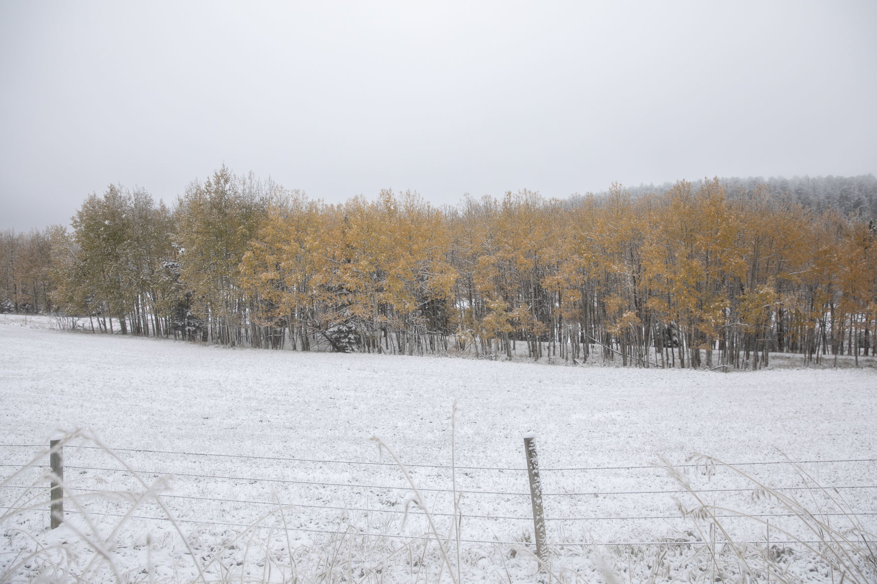 Autumn snow